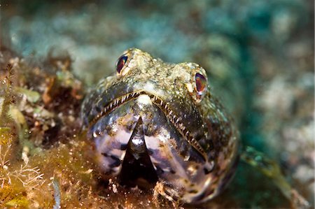 simsearch:841-06340973,k - Sand diver (Synodus intermedius), St. Lucia, West Indies, Caribbean, Central America Foto de stock - Con derechos protegidos, Código: 841-06340972