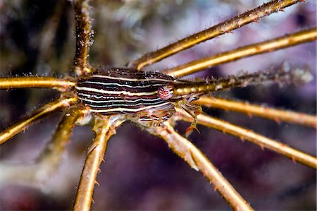 simsearch:841-06340965,k - Crabe flèche de flanc jaune (Stenorhynchus seticornis), Sainte-Lucie, Antilles, Caraïbes, Amérique centrale Photographie de stock - Rights-Managed, Code: 841-06340995