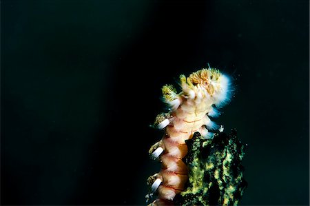 fireworm - Beared fireworm (Hermodice carunculata), St. Lucia, West Indies, Caribbean, Central America Stock Photo - Rights-Managed, Code: 841-06340998