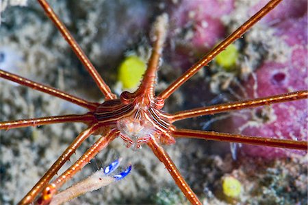 simsearch:841-06340938,k - Crabe flèche de flanc jaune (Stenorhynchus seticornis), Sainte-Lucie, Antilles, Caraïbes, Amérique centrale Photographie de stock - Rights-Managed, Code: 841-06340999