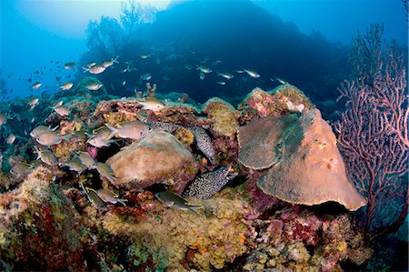 saint lucia - Two spotted moral eels (Gymnothorax moringa), St. Lucia, West Indies, Caribbean, Central America Stock Photo - Rights-Managed, Code: 841-06340991