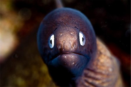 southeast asia animals - White eyed moray eel (Siderea thysoidea), Philippines, Southeast Asia, Asia Stock Photo - Rights-Managed, Code: 841-06340992