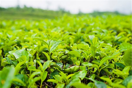 Tea leaf bouchent dans une plantation de thé près de Bandung, Java, Indonésie, Asie du sud-est, Asie Photographie de stock - Rights-Managed, Code: 841-06341175