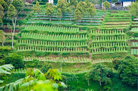 simsearch:841-06341113,k - Vegetable terraces on a steep hill, Bandung, Java, Indonesia, Southeast Asia, Asia Stock Photo - Rights-Managed, Code: 841-06341177