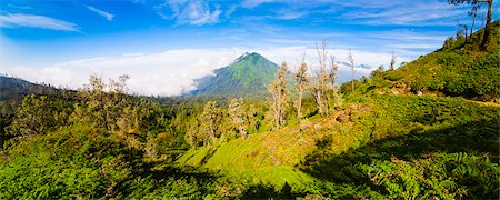 Landscape on the walk up Kawah Ijen, Java, Indonesia, Southeast Asia, Asia Stock Photo - Rights-Managed, Code: 841-06341211