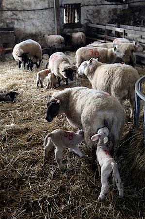 femelle du mouton - Moutons et agneaux sur une Dartmoor farm, Devon, Angleterre, Royaume-Uni, Europe Photographie de stock - Rights-Managed, Code: 841-06341305