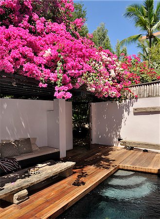 Bougainvillea, Cebu, Philippines, Southeast Asia, Asia Foto de stock - Con derechos protegidos, Código: 841-06341372