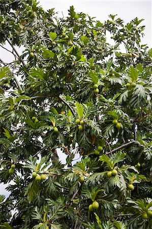 Breadfruit (Artocarpus altilis) tree, Kingstown, St. Vincent, St. Vincent and the Grenadines, Lesser Antilles, West Indies, Caribbean, Central America Foto de stock - Con derechos protegidos, Código: 841-06341467