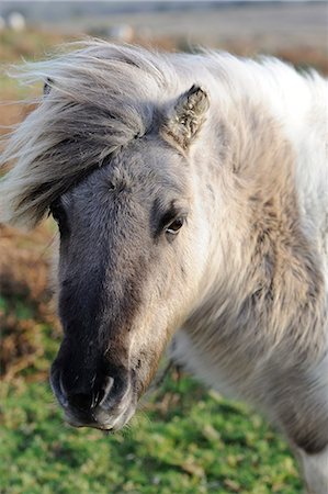 simsearch:841-05962036,k - Pony on windy day, Dartmoor, Devon, England, United Kingdom, Europe Foto de stock - Direito Controlado, Número: 841-06341673