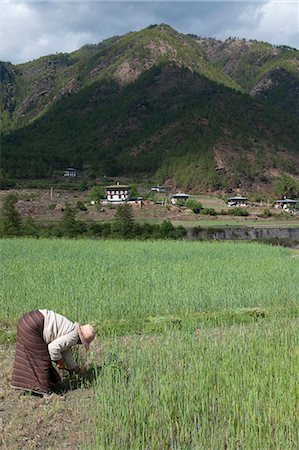 farmer in wheat field - Female farmer working in wheat field, Paro Valley, Bhutan, Asia Foto de stock - Con derechos protegidos, Código: 841-06341742