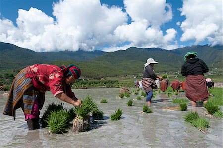 Female farmers transplanting rice shoots into rice paddies, Paro Valley, Bhutan, Asia Foto de stock - Con derechos protegidos, Código: 841-06341759