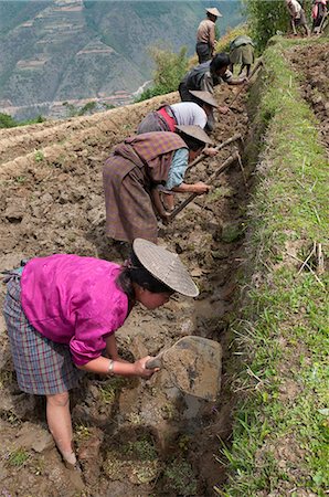 Female farmers at work in rice terraces, Radi, Eastern Bhutan, Bhutan, Asia Foto de stock - Con derechos protegidos, Código: 841-06341750