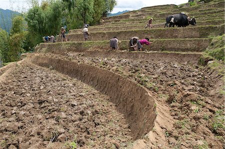 simsearch:841-03672745,k - Weibliche Landwirte bei der Arbeit in Reisterrassen, Radi, östlichen Bhutan, Bhutan, Asien Stockbilder - Lizenzpflichtiges, Bildnummer: 841-06341751