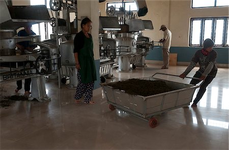 simsearch:841-06445627,k - Interior of tea factory, Nepal tea is essentially identical to Darjeeling tea, Fikkal, Nepal, Asia Stock Photo - Rights-Managed, Code: 841-06341765