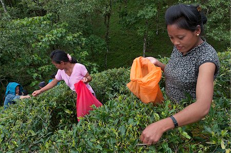 estate - Women plucking tea, Fikkal, Nepal, Asia Stock Photo - Rights-Managed, Code: 841-06341766