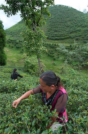 Women plucking tea, Fikkal, Nepal, Asia Stock Photo - Rights-Managed, Code: 841-06341767