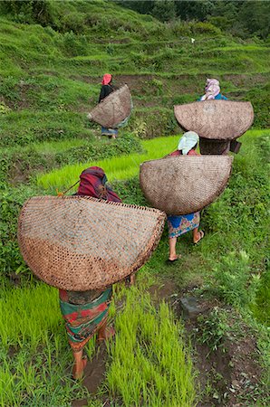 Female farmers in the field with traditional rain protection, lwang village, Annapurna area, Pkhara, Nepal, Asia Stock Photo - Rights-Managed, Code: 841-06341773
