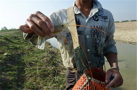 Grosses crevettes de voie d'eau dans le delta de l'Irrawaddy, au Myanmar (Birmanie), Asie Photographie de stock - Rights-Managed, Code: 841-06341801
