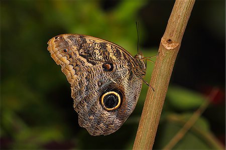 Butterflies in the genus Caligo are commonly called owl butterflies, after their huge eyespots which resemble owls' eyes Stock Photo - Rights-Managed, Code: 841-06341855
