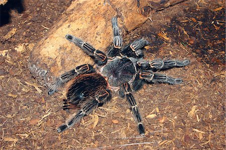 peludo - Brazilian salmon pink bird-eating tarantula (Lasiodora parahybana) originating from northeastern Brazil, South America Foto de stock - Con derechos protegidos, Código: 841-06341851