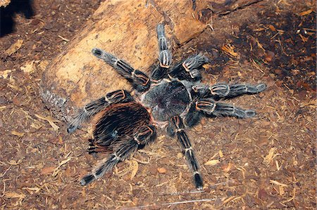 spider - Brazilian salmon pink bird-eating tarantula (Lasiodora parahybana) originating from northeastern Brazil, South America Foto de stock - Con derechos protegidos, Código: 841-06341851