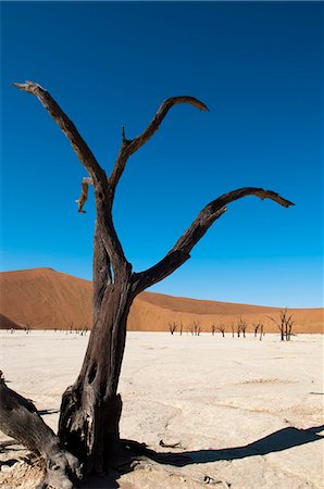 désert de namibie - Arbres morts, Deadvlei, Sossusvlei, parc de Namib Naukluft, désert de Namib, en Namibie, Afrique Photographie de stock - Rights-Managed, Code: 841-06342171