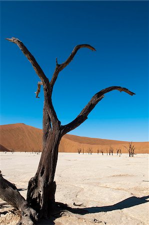 sterben - Arbres morts, Deadvlei, Sossusvlei, parc de Namib Naukluft, désert de Namib, en Namibie, Afrique Photographie de stock - Rights-Managed, Code: 841-06342171