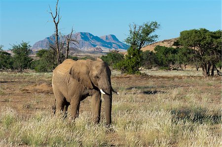 simsearch:841-07355002,k - Desert elephant (Loxodonta africana), Huab River Valley, Torra Conservancy, Damaraland, Namibia, Africa Foto de stock - Con derechos protegidos, Código: 841-06342197