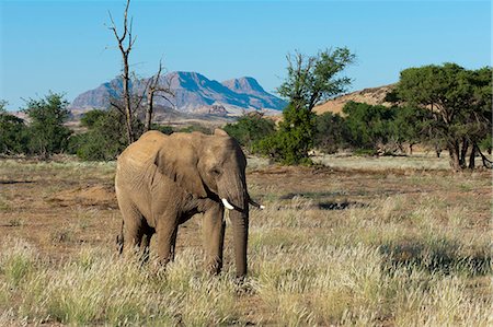 Elefant (Loxodonta Africana), Desert Huab River Valley, Torra Conservancy, Damaraland, Namibia, Afrika Stockbilder - Lizenzpflichtiges, Bildnummer: 841-06342197