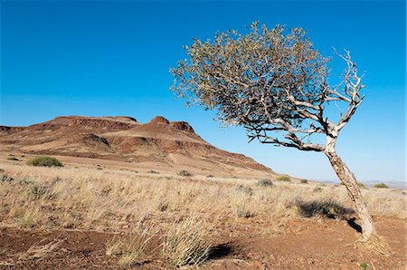 Huab River Valley, Torra Conservancy, Damaraland, Namibia, Africa Stock Photo - Rights-Managed, Code: 841-06342191