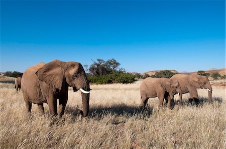 safari animals not people not illustrations - Desert elephants (Loxodonta africana), Huab River Valley, Torra Conservancy, Damaraland, Namibia, Africa Stock Photo - Rights-Managed, Code: 841-06342204