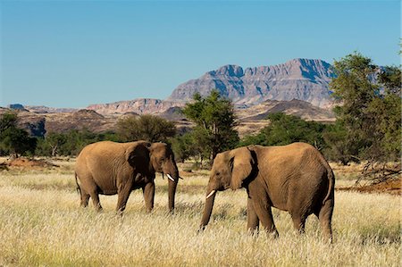 préservé - Désert des éléphants (Loxodonta africana), vallée de la rivière Huab Torra Conservancy, Damaraland, Namibie, Afrique Photographie de stock - Rights-Managed, Code: 841-06342202