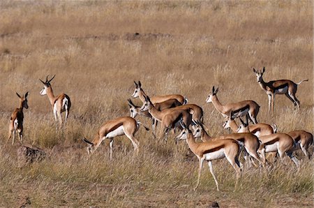 Springbok (Antidorcas marsupialis), vallée de la rivière Huab, Torra Conservancy, Damaraland, Namibie, Afrique Photographie de stock - Rights-Managed, Code: 841-06342217
