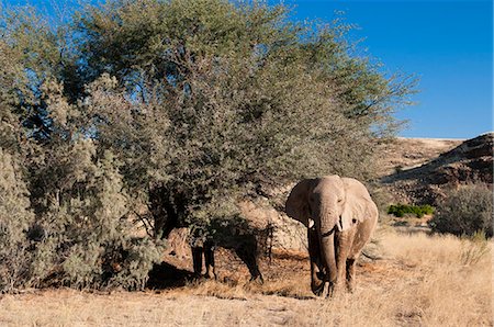 simsearch:841-07355002,k - Desert elephant (Loxodonta africana), Skeleton Coast National Park, Namibia, Africa Foto de stock - Con derechos protegidos, Código: 841-06342234