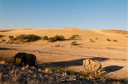 simsearch:841-07355002,k - Desert elephant (Loxodonta africana), Skeleton Coast National Park, Namibia, Africa Foto de stock - Con derechos protegidos, Código: 841-06342235