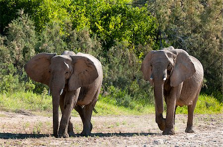 Desert elephants (Loxodonta africana), Skeleton Coast National Park, Namibia, Africa Stock Photo - Rights-Managed, Code: 841-06342230
