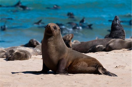 Cape fur seal (Arctocephalus pusilus), Skeleton Coast National Park, Namibia, Africa Foto de stock - Con derechos protegidos, Código: 841-06342246