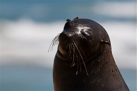simsearch:841-06342275,k - Cape fur seal (Arctocephalus pusilus), Skeleton Coast National Park, Namibia, Africa Foto de stock - Con derechos protegidos, Código: 841-06342248