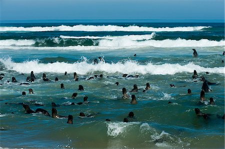 Cape fur seal (Arctocephalus pusilus), Skeleton Coast National Park, Namibia, Africa Foto de stock - Con derechos protegidos, Código: 841-06342249