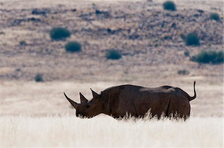 rinoceronte negro - Desert adapted black rhinoceros (Diceros bicornis), Palmwag Concession, Damaraland, Namibia, Africa Foto de stock - Con derechos protegidos, Código: 841-06342259
