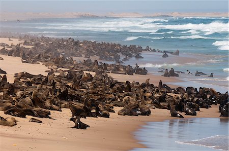 Cape fur seal (Arctocephalus pusilus), Skeleton Coast National Park, Namibia, Africa Foto de stock - Con derechos protegidos, Código: 841-06342251