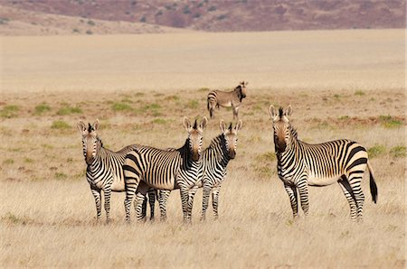 damaraland - Hartmann's mountain zebra (Equus zebra hartmannae), Palmwag Concession, Damaraland, Namibia, Africa Stock Photo - Rights-Managed, Code: 841-06342253