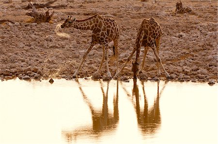 point d'eau - Girafe (Giraffa camelopardalis) boire, Parc National d'Etosha, Namibie, Afrique Photographie de stock - Rights-Managed, Code: 841-06342276