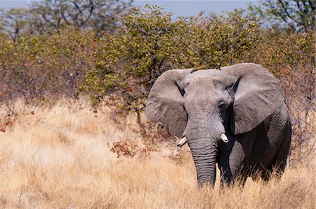 etosha national park - L'éléphant d'Afrique (Loxodonta africana), Parc National d'Etosha, Namibie, Afrique Photographie de stock - Rights-Managed, Code: 841-06342270
