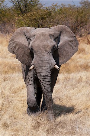 elephant front - African elephant (Loxodonta africana), Etosha National Park, Namibia, Africa Stock Photo - Rights-Managed, Code: 841-06342271