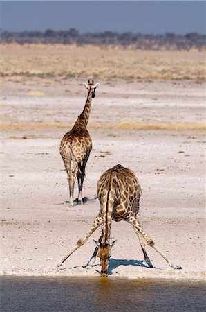 Giraffe (Giraffa Camelopardalis), Etosha Nationalpark, Namibia, Afrika Stockbilder - Lizenzpflichtiges, Bildnummer: 841-06342272