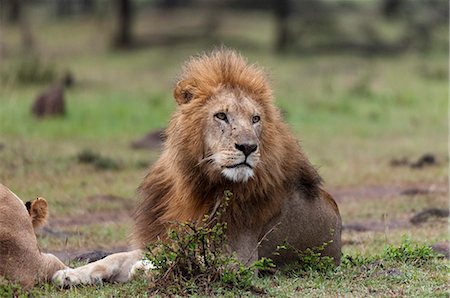 safari animals - Lion (Panthera leo), Masai Mara, Kenya, East Africa, Africa Stock Photo - Rights-Managed, Code: 841-06342284