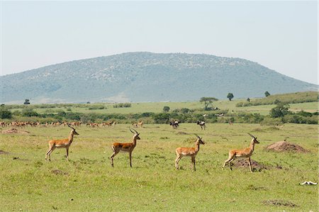 safari animals not people not illustrations - Impala (Aepyceros melampus), Masai Mara, Kenya, East Africa, Africa Stock Photo - Rights-Managed, Code: 841-06342287