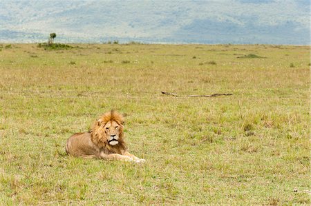 savanna - Lion (Panthera leo), Masai Mara, Kenya, East Africa, Africa Stock Photo - Rights-Managed, Code: 841-06342281