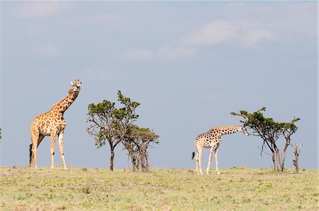 savanna - Giraffe (Giraffa camelopardalis), Masai Mara, Kenya, East Africa, Africa Stock Photo - Rights-Managed, Code: 841-06342282